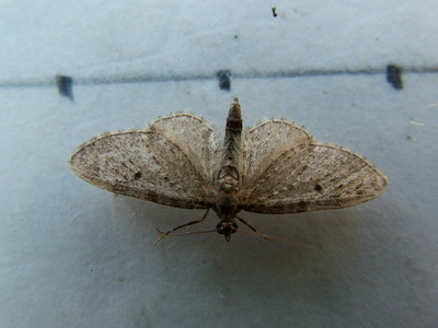 Goldenrod Pug